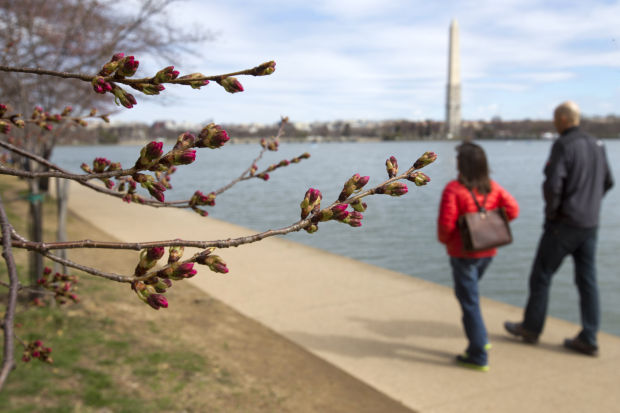 Blossoming cherry trees in full swing